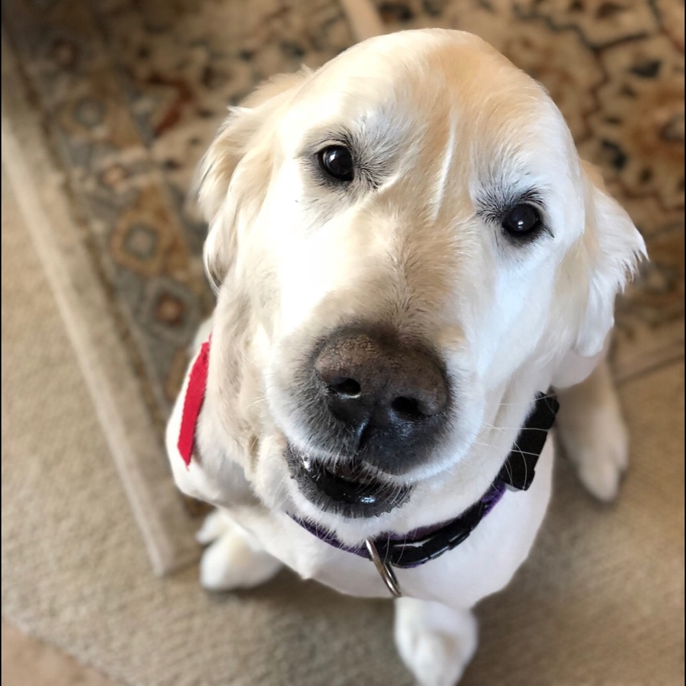 Meet your Posher, Charles